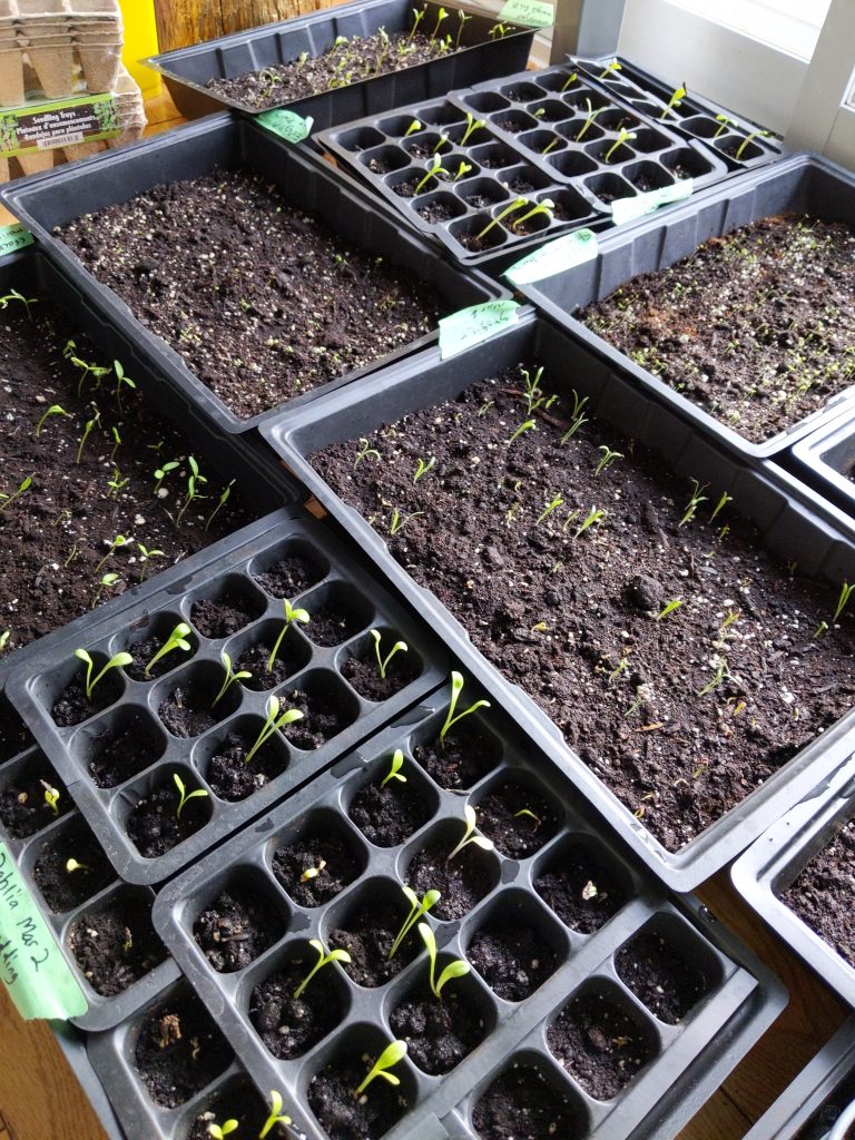 leggy seedlings sowing seeds indoors Montreal lifestyle fashion beauty blog