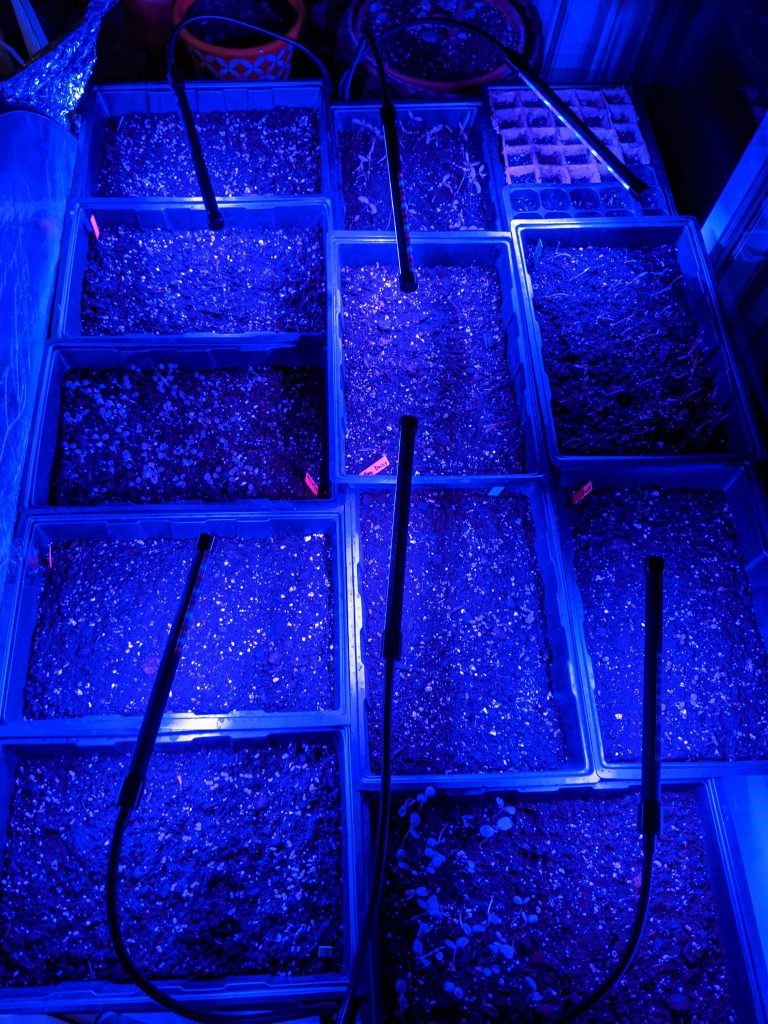 grow lights sowing seeds indoors Montreal lifestyle fashion beauty blog