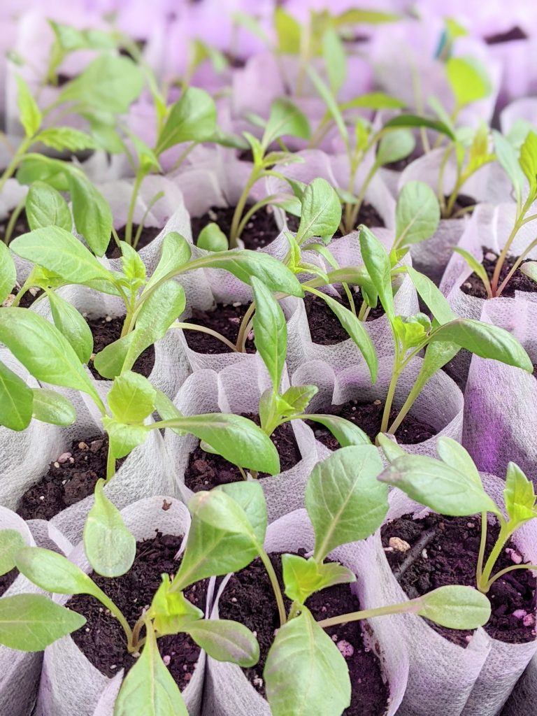 dahlia seedlings sowing seeds indoors Montreal lifestyle fashion beauty blog