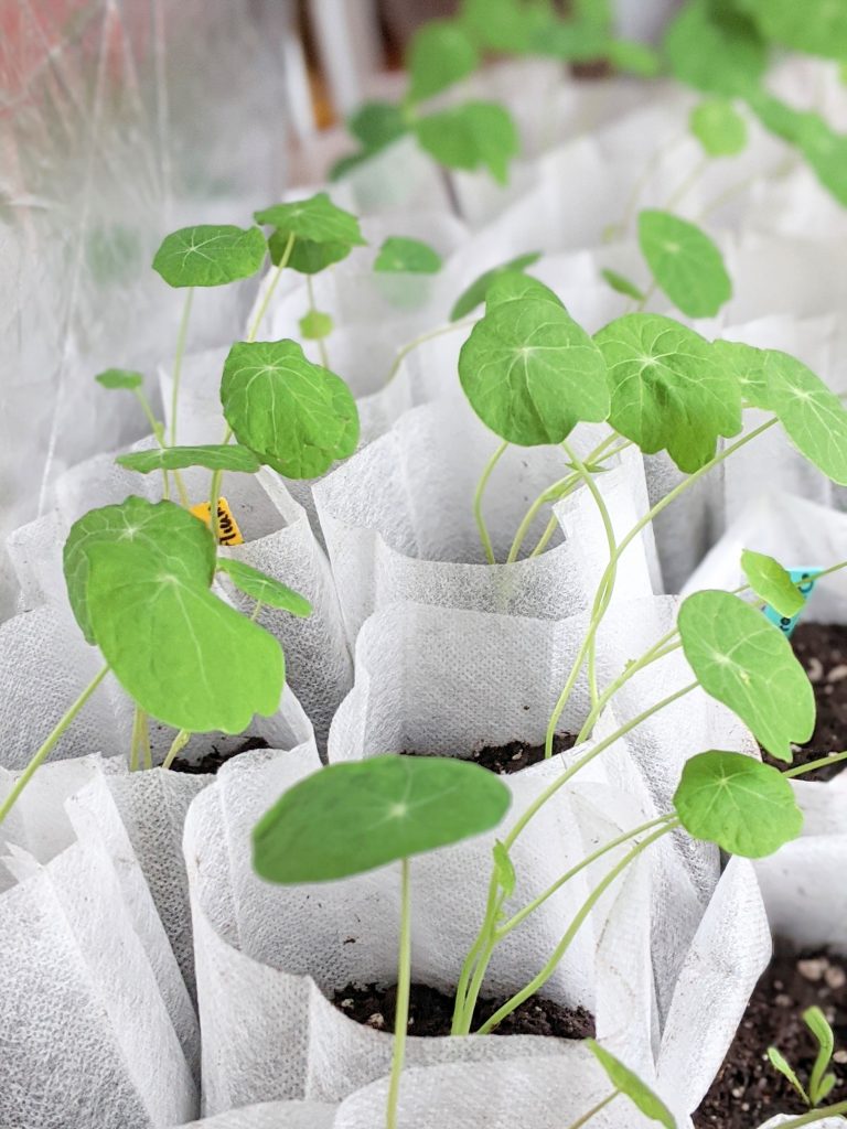 nasturtium seedlings sowing seeds indoors Montreal lifestyle fashion beauty blog