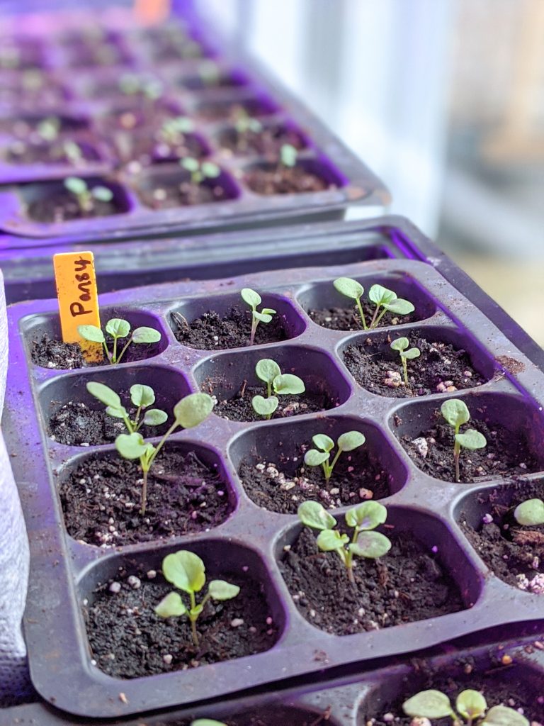 pansy seedlings sowing seeds indoors Montreal lifestyle fashion beauty blog