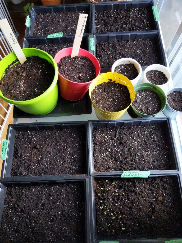 sowing seeds indoors Montreal lifestyle fashion beauty blog 1