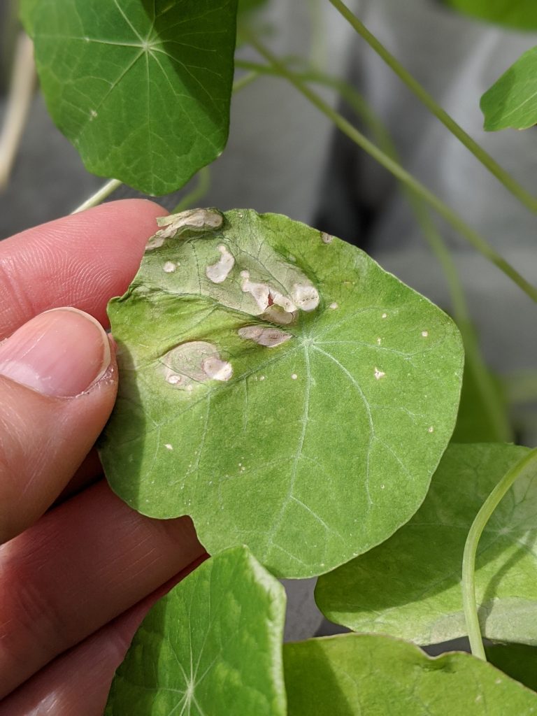 nasturtium white spots DIY border flower garden Montreal lifestyle beauty fashion blog