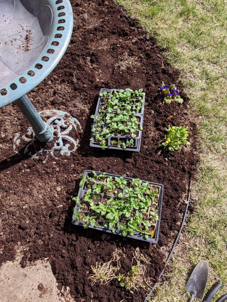 seedling trays transplanting seedlings backyard border garden transformation remodel Montreal lifestyle fashion beauty blog 1