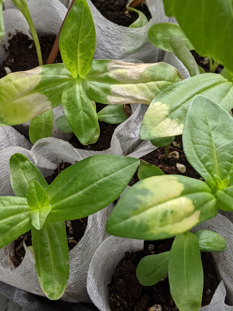 zinnia leaves burned DIY border flower garden Montreal lifestyle beauty fashion blog