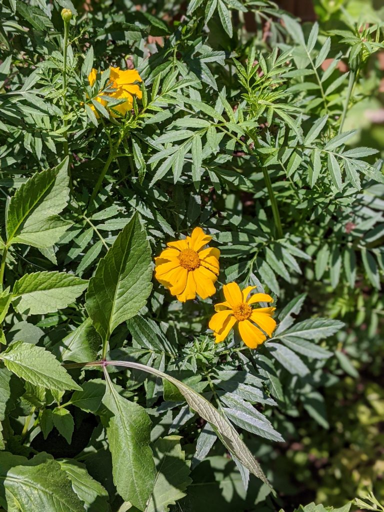 crackerjack marigold flower garden Montreal lifestyle fashion beauty blog 2