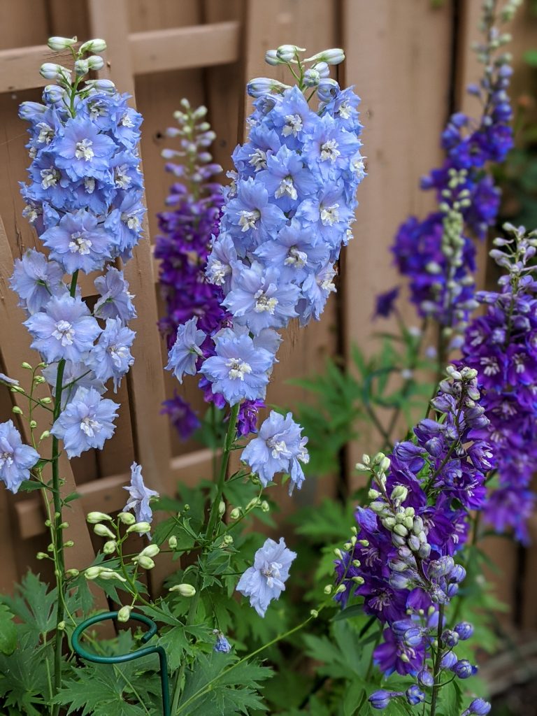 Delphinium flower garden Montreal lifestyle fashion beauty blog