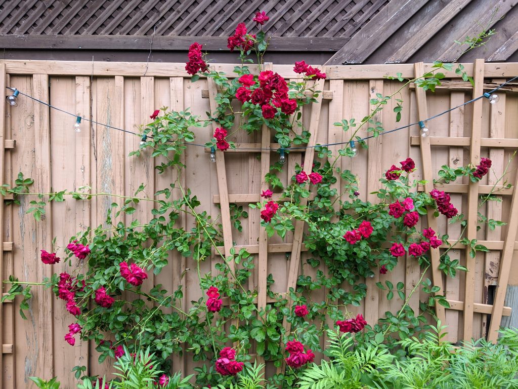 Dr Huey climbing rose flower garden Montreal lifestyle fashion beauty blog (1)