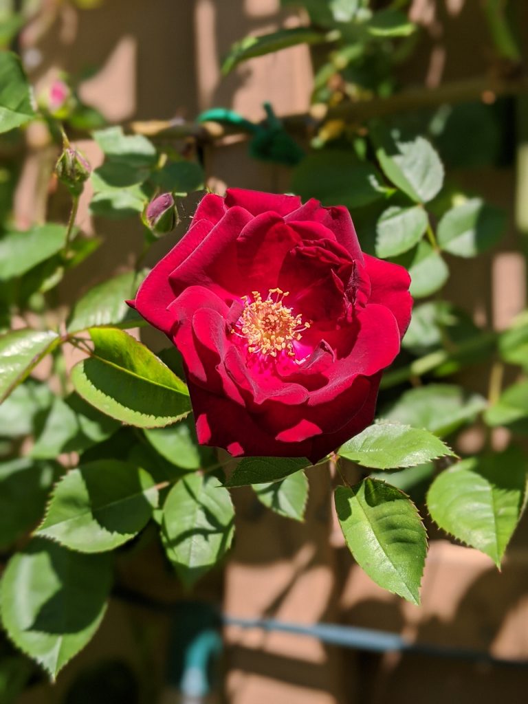 Dr Huey climbing rose flower garden Montreal lifestyle fashion beauty blog