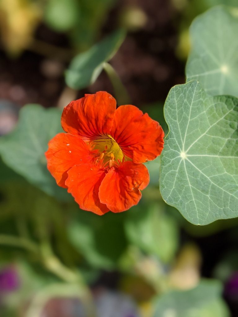 Nasturtium flower garden Montreal lifestyle fashion beauty blog