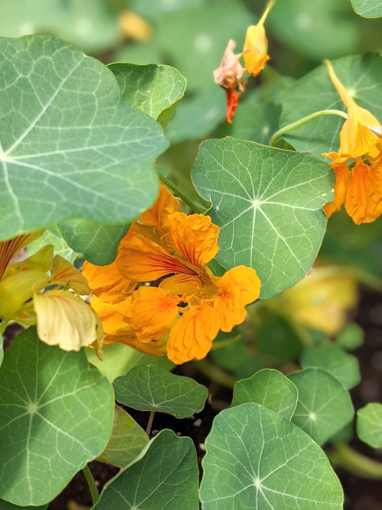 Nasturtiums flower garden Montreal lifestyle fashion beauty blog