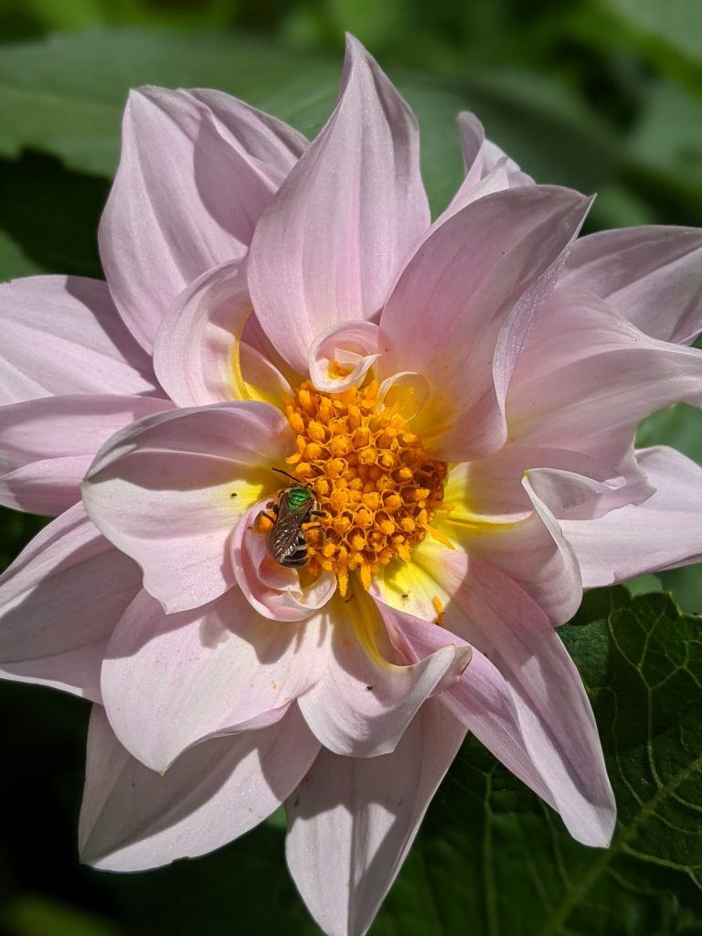 Unwin's Bedding Dahlia green bee flower garden Montreal lifestyle fashion beauty blog