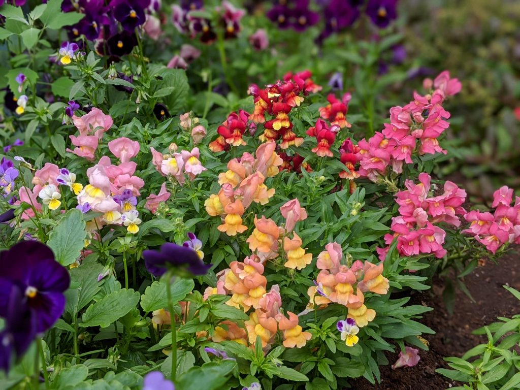 dwarf floral carpet snapdragon flower garden Montreal lifestyle fashion beauty blog