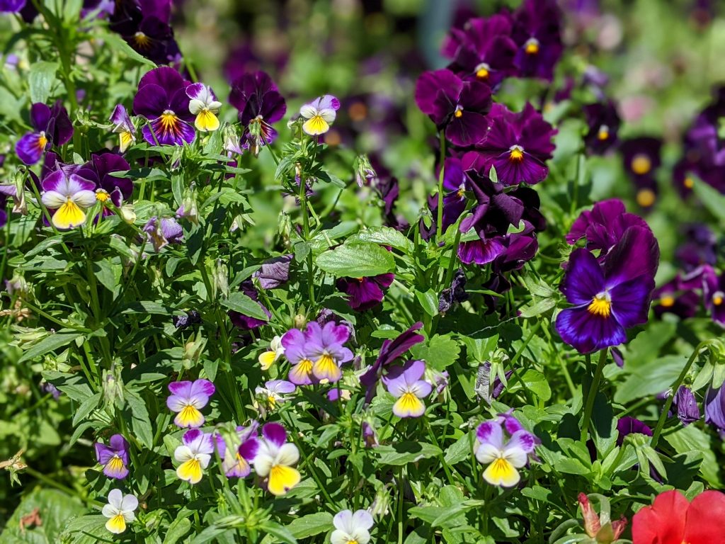 jumping johnny violas swiss giant pansies flower garden Montreal lifestyle fashion beauty blog 1