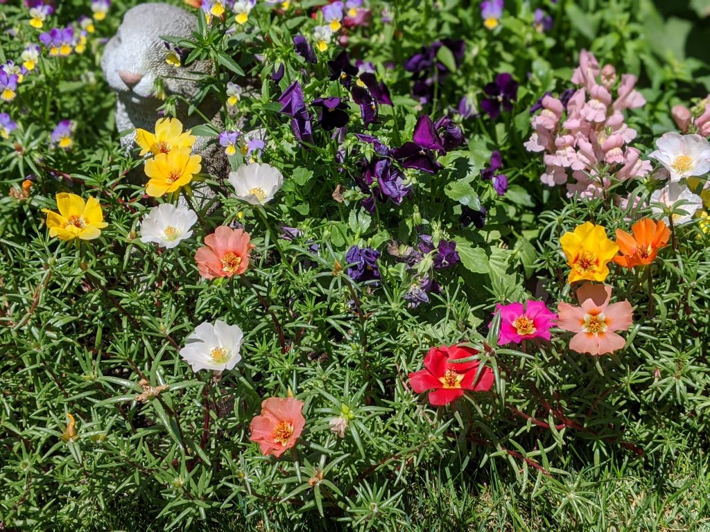 moss rose portulaca flower garden Montreal lifestyle fashion beauty blog 1