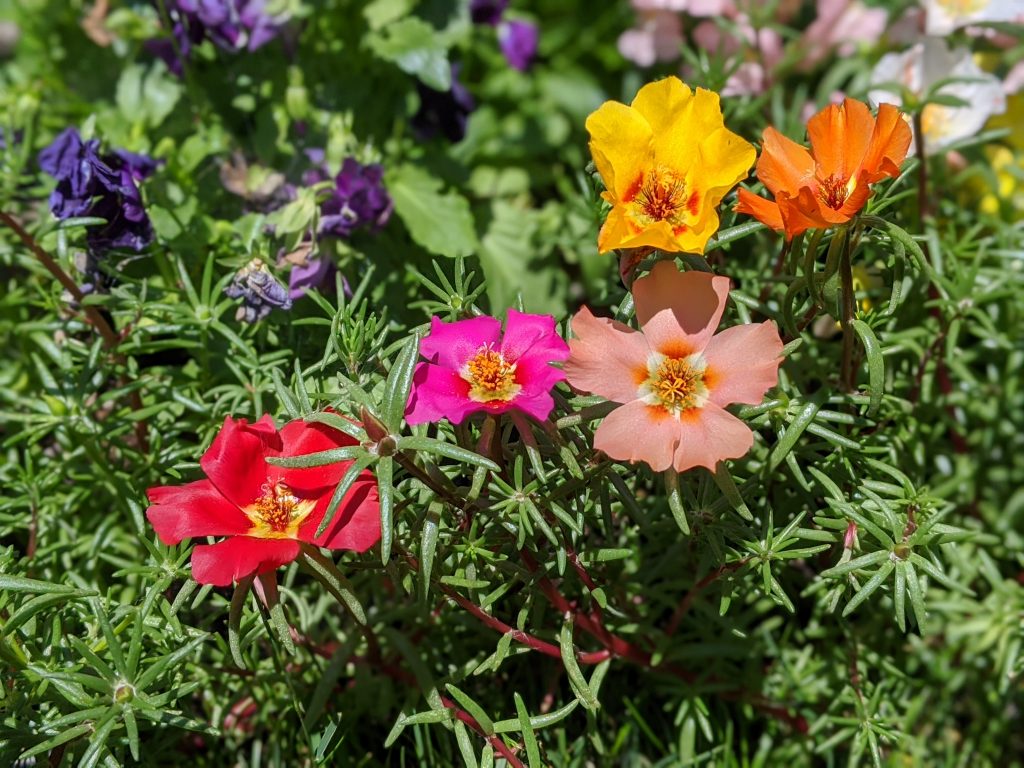 moss rose portulaca flower garden Montreal lifestyle fashion beauty blog 2