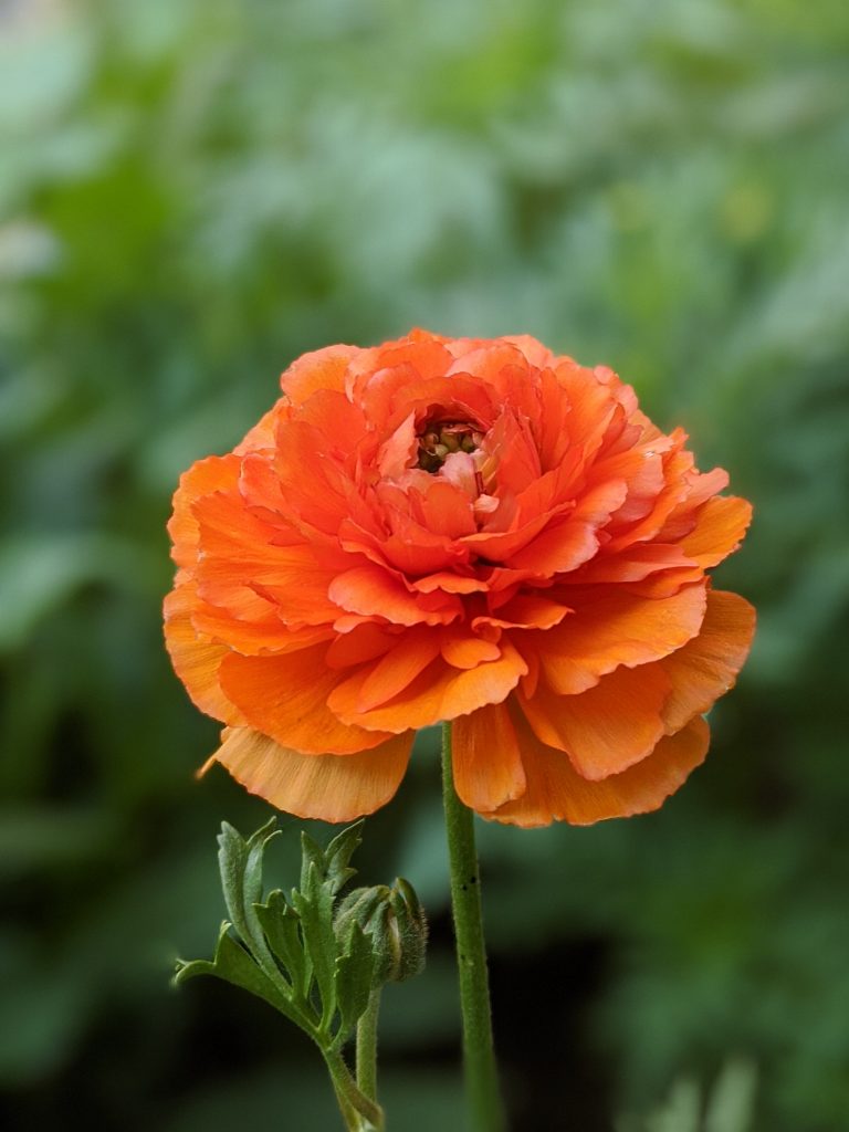 orange ranunculus flower garden Montreal lifestyle fashion beauty blog
