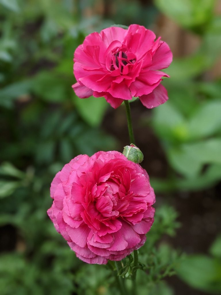 pink ranunculus flower garden Montreal lifestyle fashion beauty blog