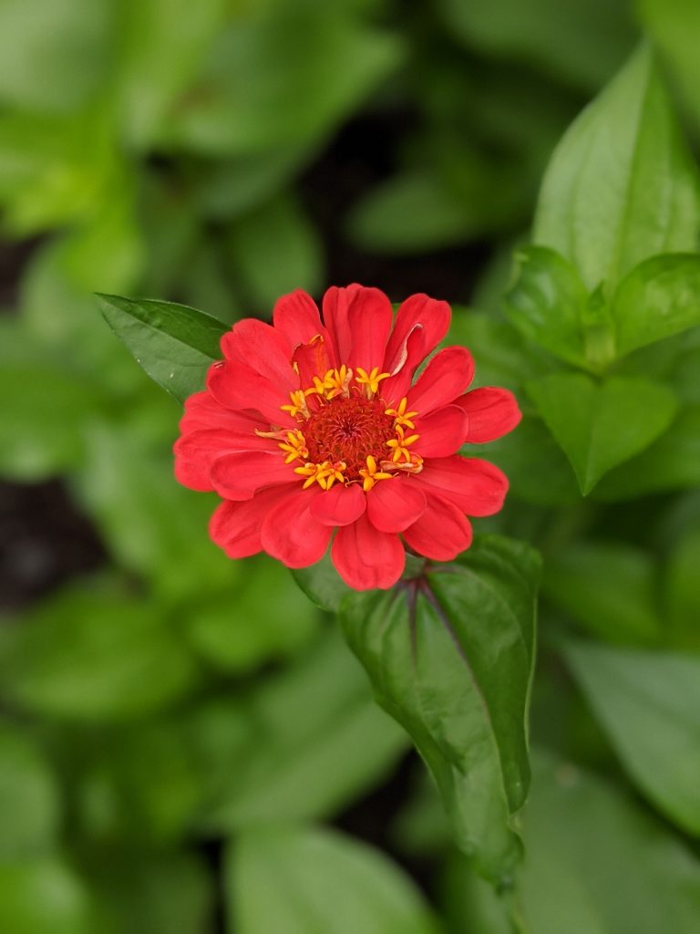 state fair zinnia flower garden Montreal lifestyle fashion beauty blog