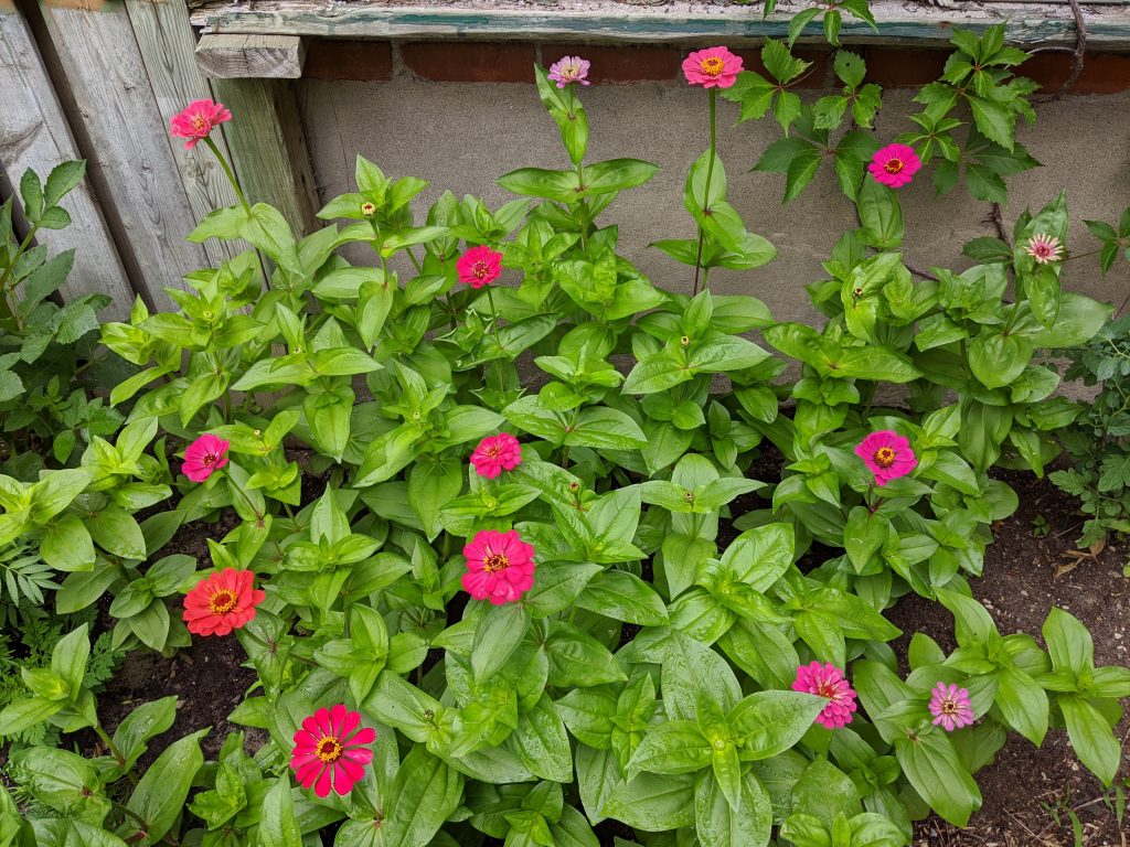 state fair zinnias flower garden Montreal lifestyle fashion beauty blog