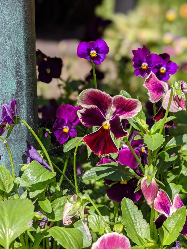 swiss giant pansies flower garden Montreal lifestyle fashion beauty blog