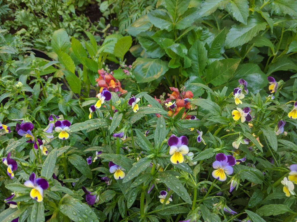tall pansies and violas flower garden Montreal lifestyle fashion beauty blog