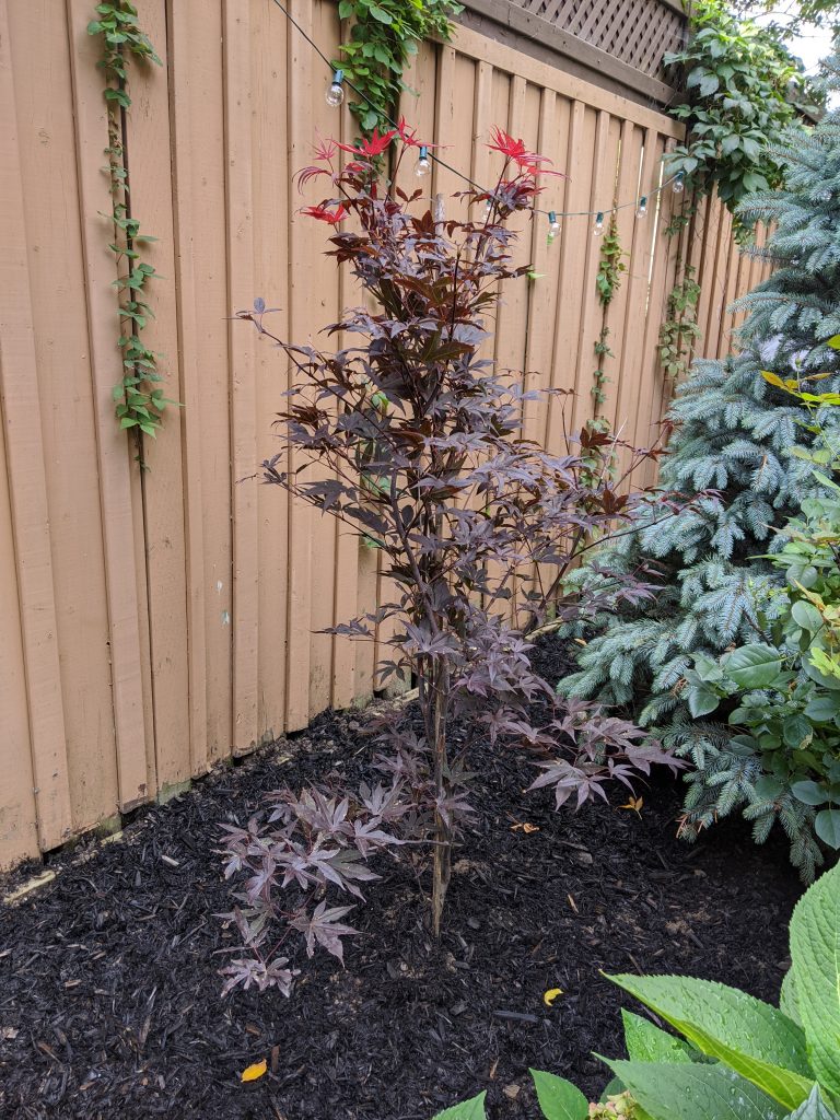 Bloodgood Japanese Maple backyard landscaping garden makeover Montreal lifestyle fashion beauty blog