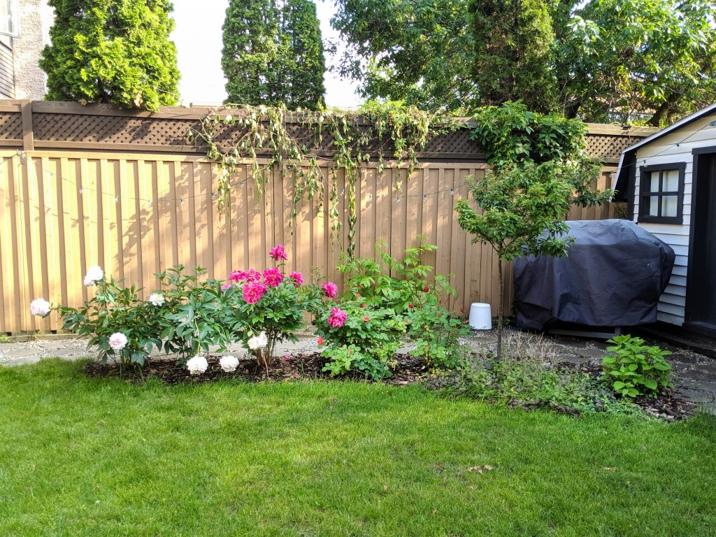 End of June 2019 tree garden