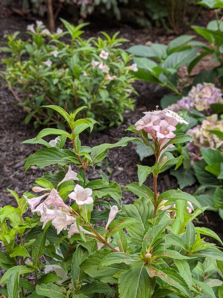 Sonic Bloom Pearl Weigela backyard landscaping garden makeover Montreal lifestyle fashion beauty blog 1