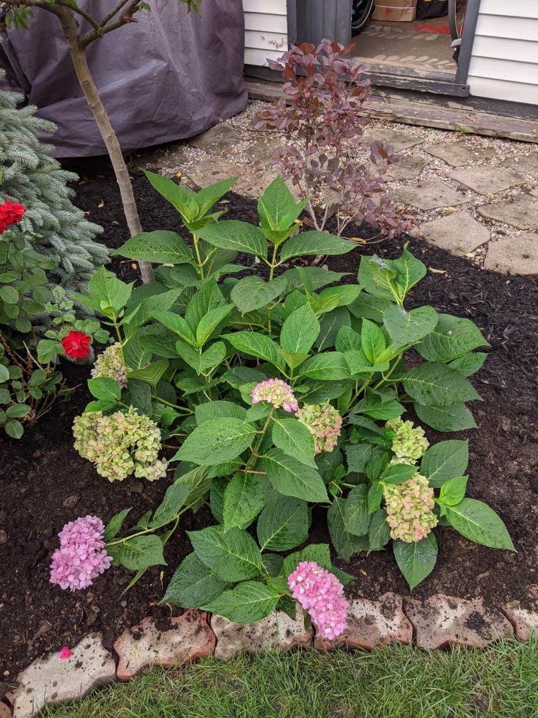 moving Bigleaf Hydrangea backyard landscaping garden makeover Montreal lifestyle fashion beauty blog