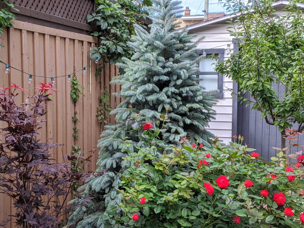 planting new trees backyard landscaping garden makeover Montreal lifestyle fashion beauty blog 1