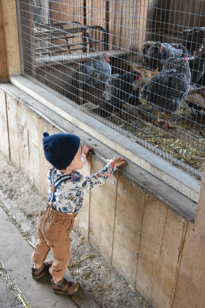 barn chickens Quinn farm apple picking Montreal lifestyle fashion beauty blog