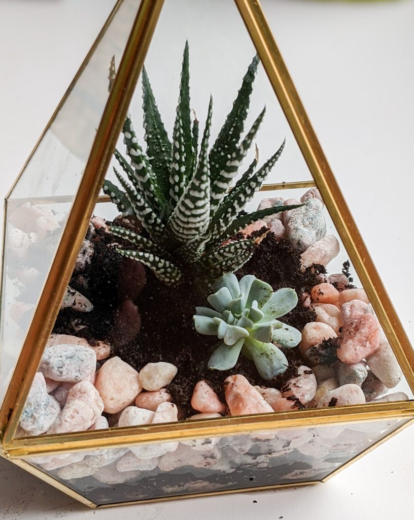 plant succulents terrarium Montreal lifestyle beauty fashion blog