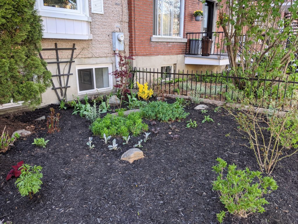 after DIY front yard garden landscaping Montreal lifestyle fashion beauty blog 2