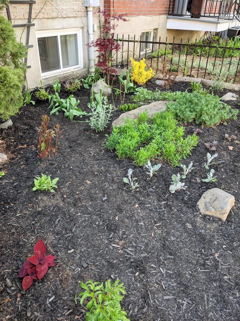 after DIY front yard garden landscaping Montreal lifestyle fashion beauty blog 6
