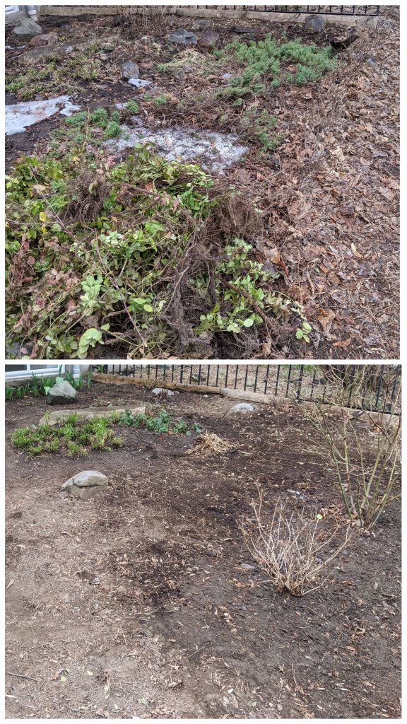 before and after cleanup DIY front yard landscaping makeover Montreal lifestyle fashion beauty blog 2