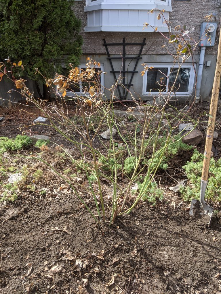 transplanting OSO Easy Double Red rose bush DIY front yard landscaping makeover Montreal lifestyle fashion beauty blog