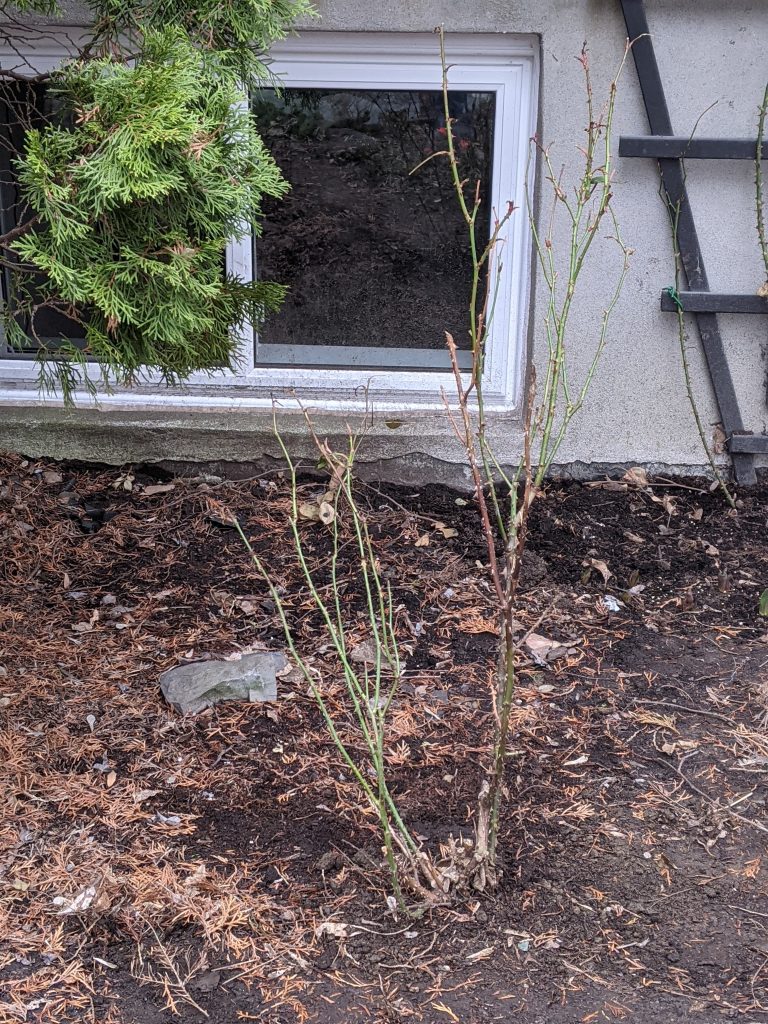 transplanting rose bush DIY front yard landscaping makeover Montreal lifestyle fashion beauty blog