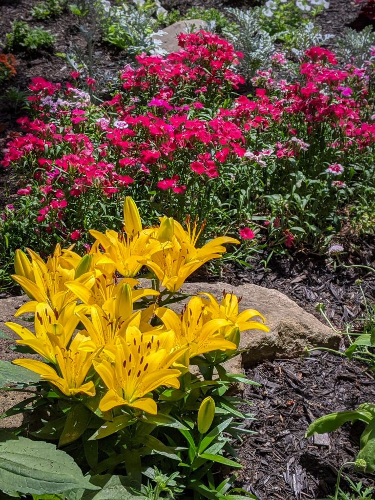 Asiatic Lily DIY front yard landscaping Montreal lifestyle fashion beauty blog