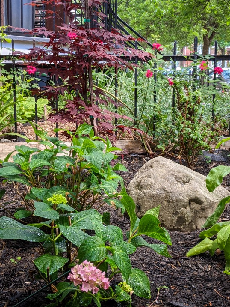 Fireglow Japanese Maple Show off Starlet Forsythia Bloomstruck Hydrangea Let's Dance Rhythmic Blue DIY front yard landscaping Montreal lifestyle fashion beauty blog