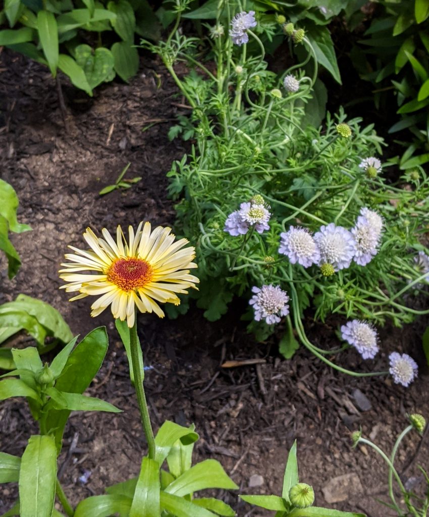 Fruit Burst Calendula Giga Silver Scabiosa DIY front yard landscaping Montreal lifestyle fashion beauty blog