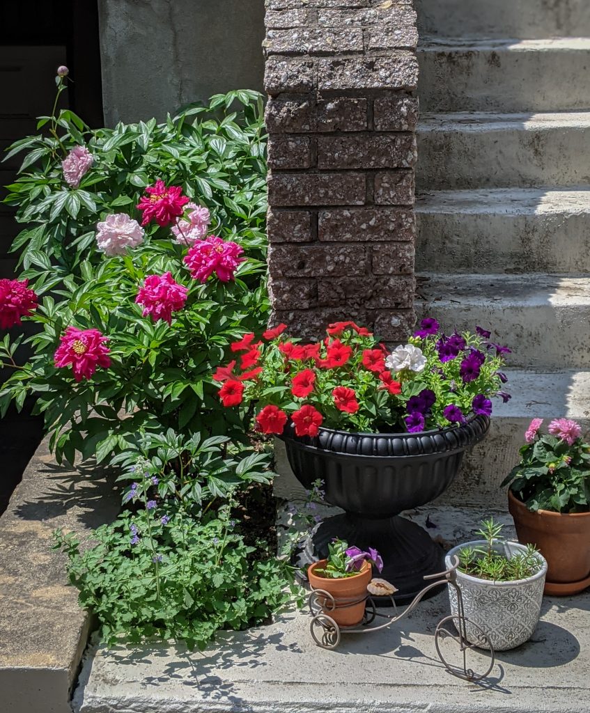 petunia geranium dahlia pansy DIY front yard landscaping flower garden Montreal lifestyle fashion beauty blog