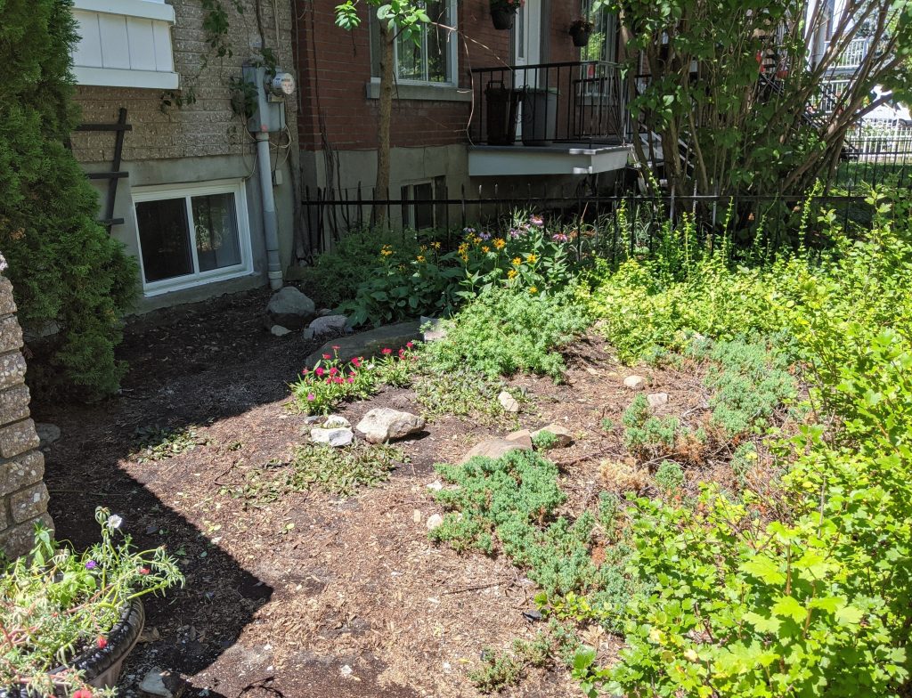 front yard before 2 DIY landscaping gardening Montreal lifestyle fashion beauty blog