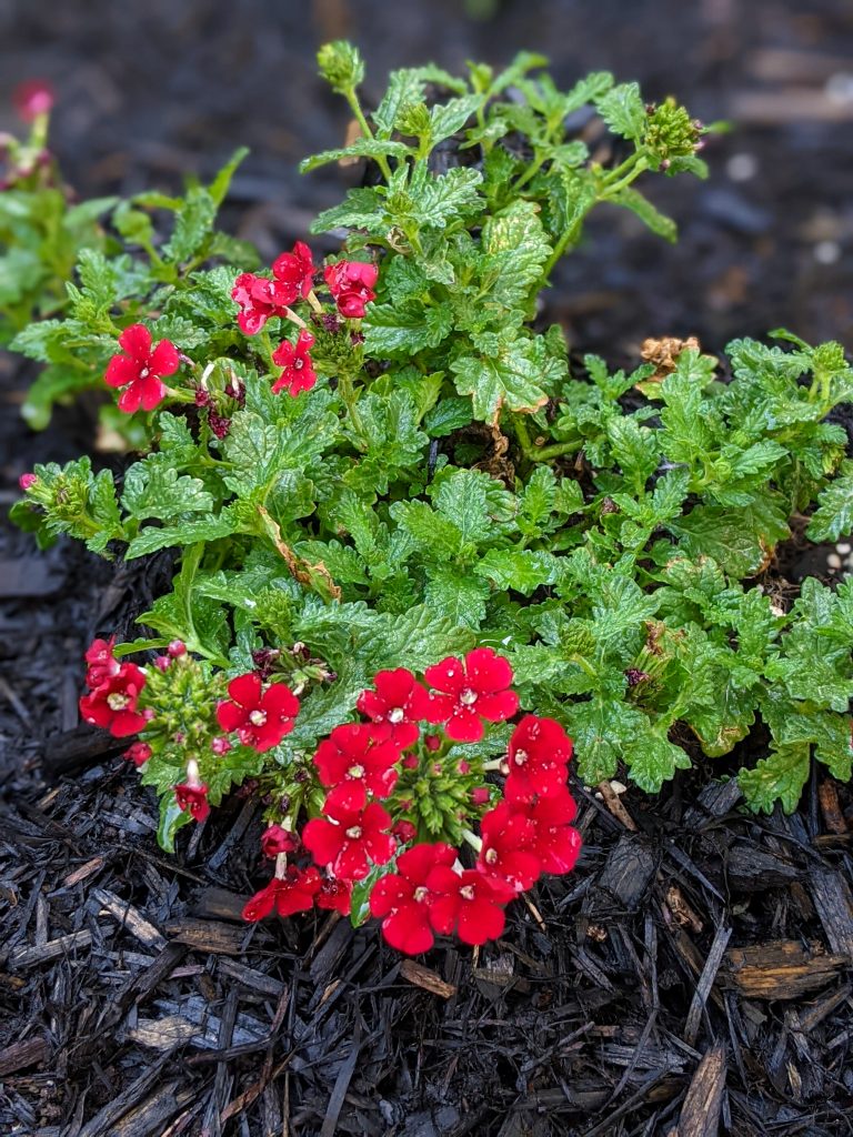 Lanai red verbena DIY front yard landscaping Montreal lifestyle fashion beauty blog