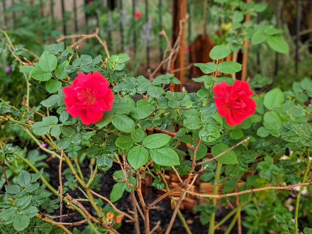 OSO Easy Double Red rose DIY front yard landscaping Montreal lifestyle fashion beauty blog