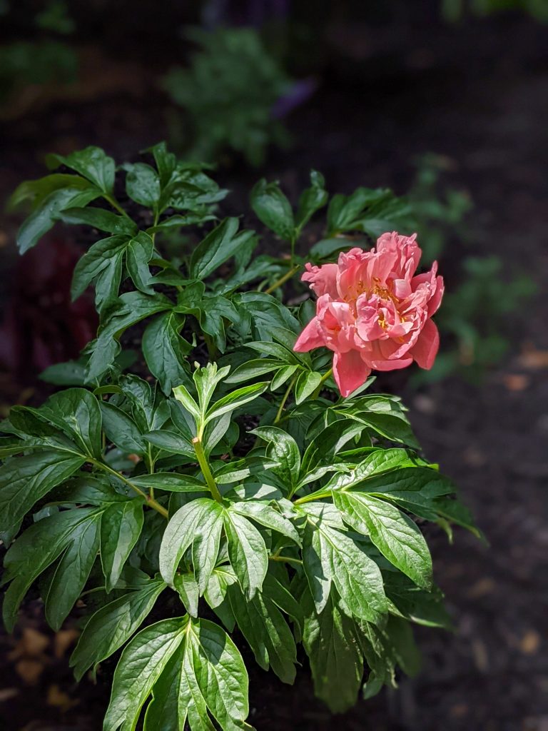 Pink Hawaiian Coral Charm peony DIY front yard landscaping Montreal lifestyle fashion beauty blog