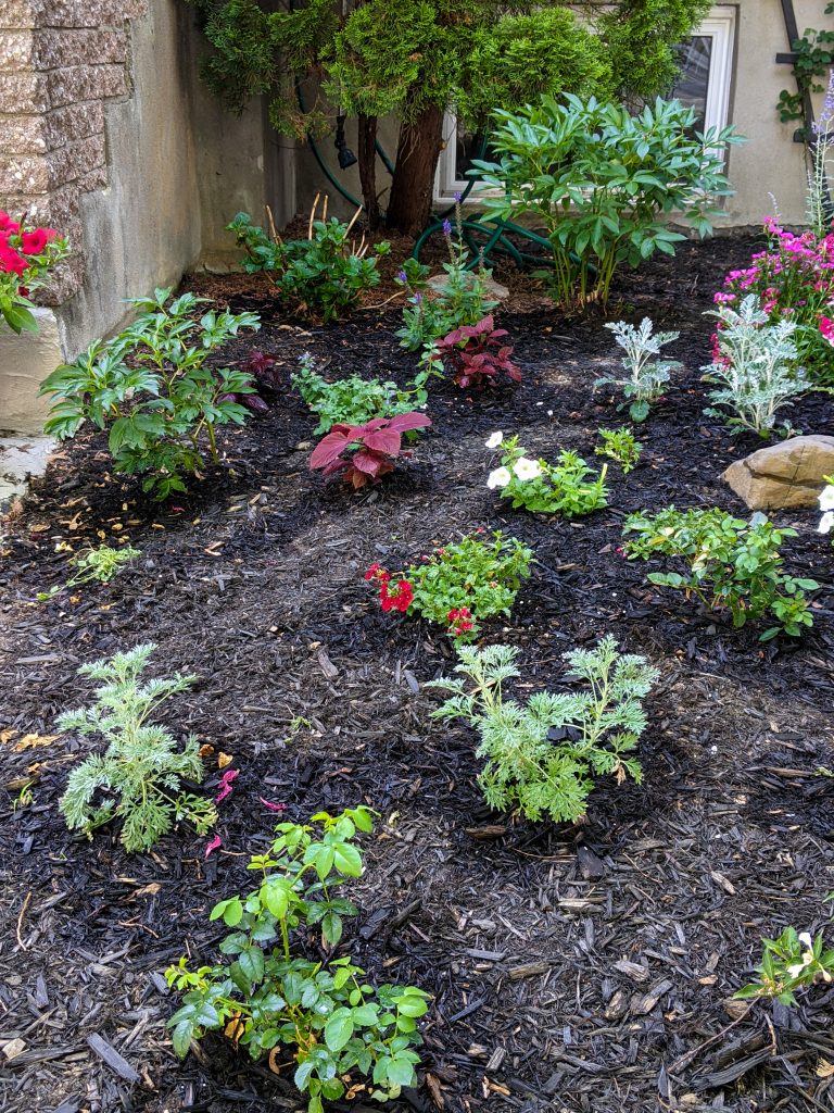 Powis Castle Artemesia At Last Rose peony coleus salvia hydrangea verbena dusty miller petunia DIY front yard landscaping Montreal lifestyle fashion beauty blog