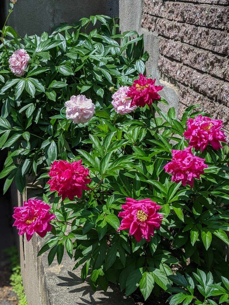 Sarah Bernhardt Karl Rosenfield peony DIY front yard landscaping Montreal lifestyle fashion beauty blog