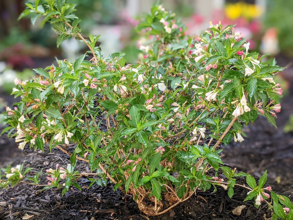 Sonic Bloom Pearl Weigela DIY front yard landscaping Montreal lifestyle fashion beauty blog