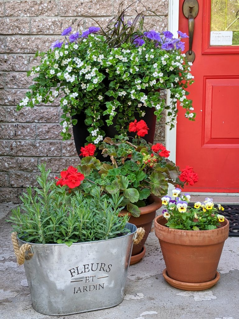 Surfina Sky Blue Petunia bacopa geranium lavender Johnny Jump Up Viola DIY front yard landscaping Montreal lifestyle fashion beauty blog